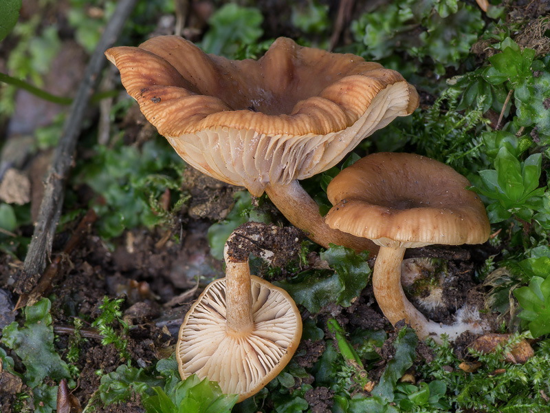 Lactarius brunneohepaticus